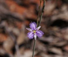 Thysanotus baueri