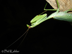 Macromantis hyalina
