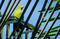 Brotogeris sanctithomae