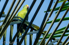 Brotogeris sanctithomae