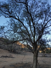 Alectryon oleifolius