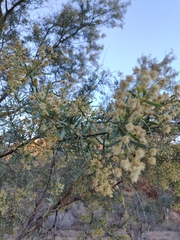 Acacia victoriae