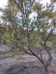 Acacia victoriae