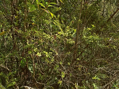 Veronica subfulvida