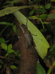 Maculiparia rotundata