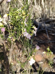 Eremophila sturtii