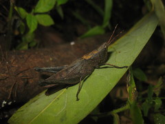 Maculiparia rotundata