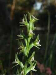 Prasophyllum roseum