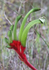 Anigozanthos bicolor