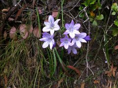Triteleia laxa