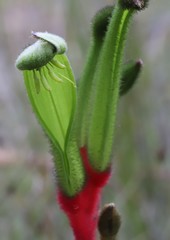 Anigozanthos bicolor