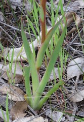 Anigozanthos bicolor