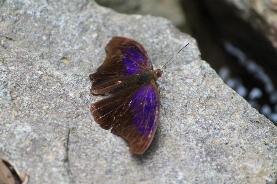 Plain Purplewing