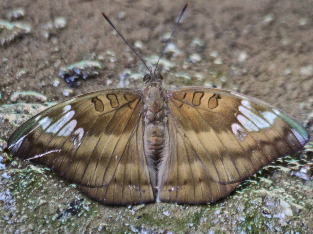 Streaked Baron
