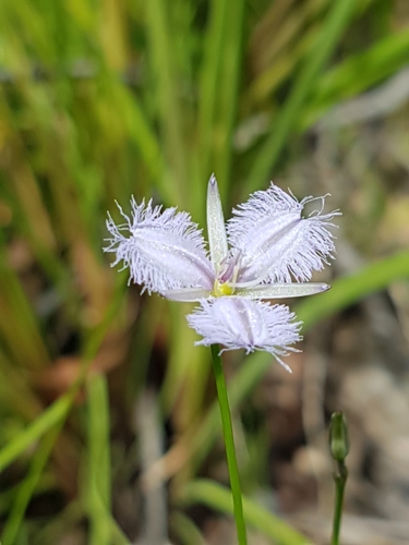 Image of Branching Fringe Lily (Thysanotus juncifolius) by no rights reserved