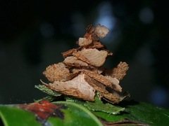 Pagodiella