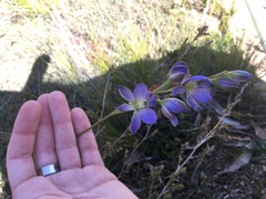Thelymitra grandiflora