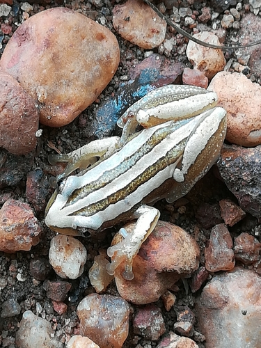 Four-lined Spiny Reed Frog