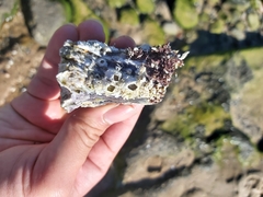 Austromegabalanus nigrescens