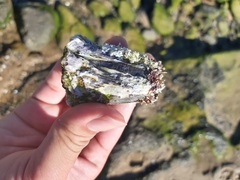 Austromegabalanus nigrescens