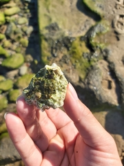 Austromegabalanus nigrescens