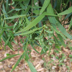 Juliflorae