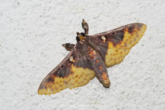 Pachynoa purpuralis