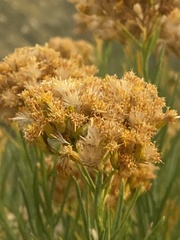 Ericameria parishii peninsularis