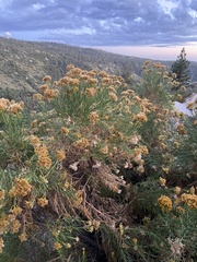 Ericameria parishii peninsularis