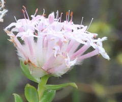 Pimelea ciliata