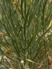 Ericameria parishii peninsularis