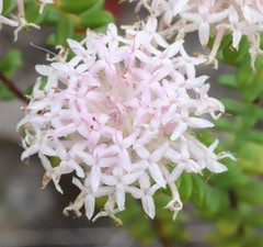 Pimelea ciliata