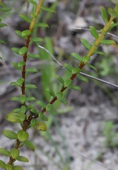 Pimelea ciliata