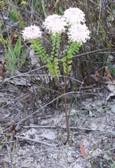 Pimelea ciliata