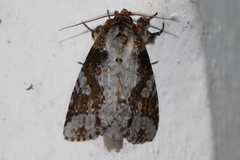 Disphragis tharis