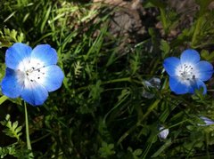 Nemophila menziesii menziesii