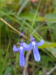 Lobelia dentata