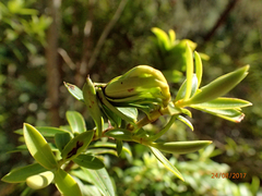 Veronica subfulvida