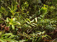 Veronica subfulvida