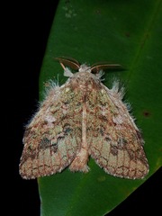 Syntypistis