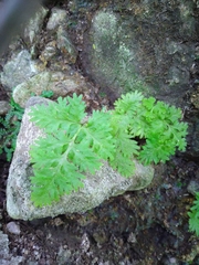 Hypodematium crenatum