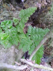 Hypodematium crenatum