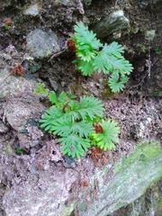 Hypodematium crenatum