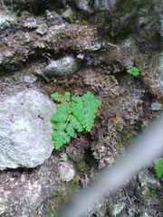 Hypodematium crenatum