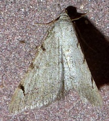 Digrammia triviata