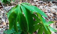 Helleborus cyclophyllus