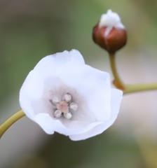 Drosera gigantea