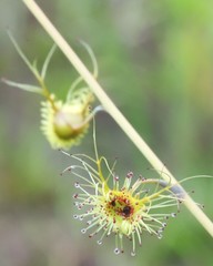 Drosera gigantea