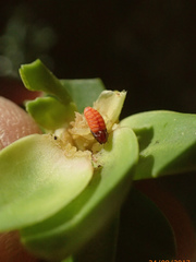 Veronica subfulvida