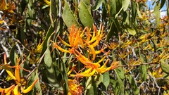 Dendrophthoe glabrescens